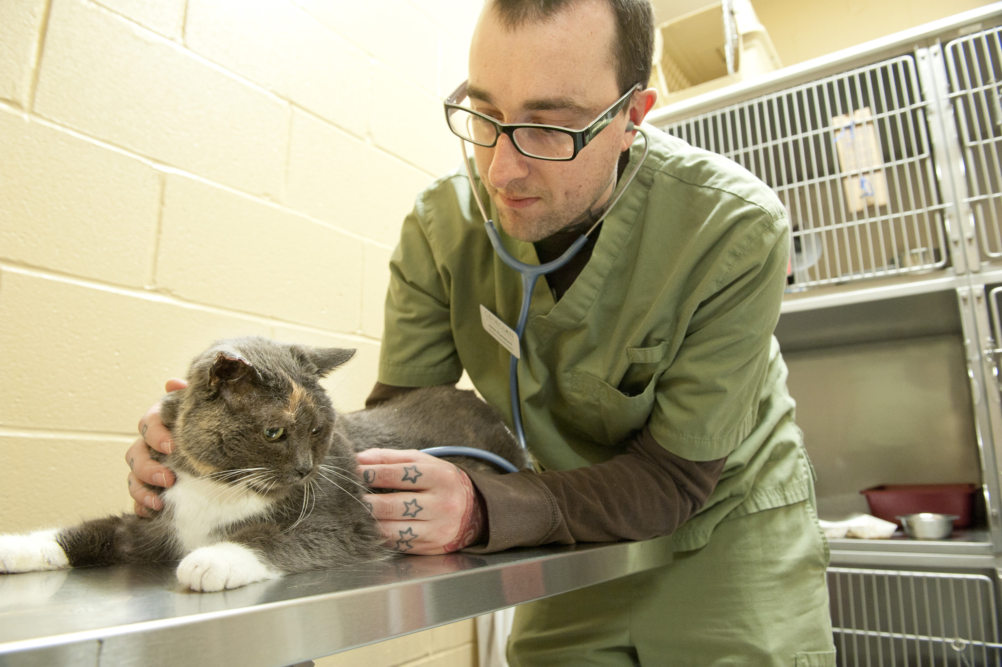 男兽医技术学生和猫